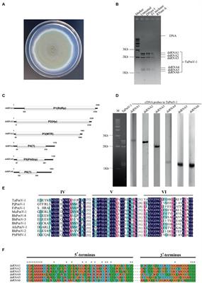 Molecular characterization and transcriptomic analysis of a novel polymycovirus in the fungus Talaromyces amestolkiae